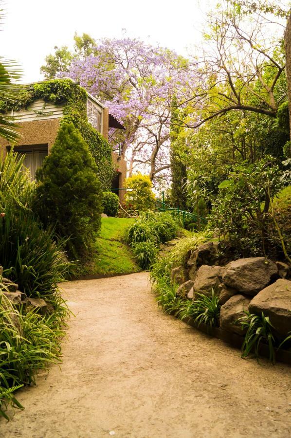 Suite 5A, Altavista, Garden House, Welcome To San Angel メキシコシティ エクステリア 写真